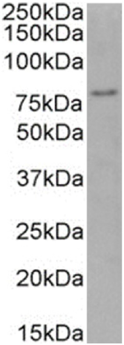 FoxP4 Antibody (RAB-S40) - Chimeric - Azide and BSA Free