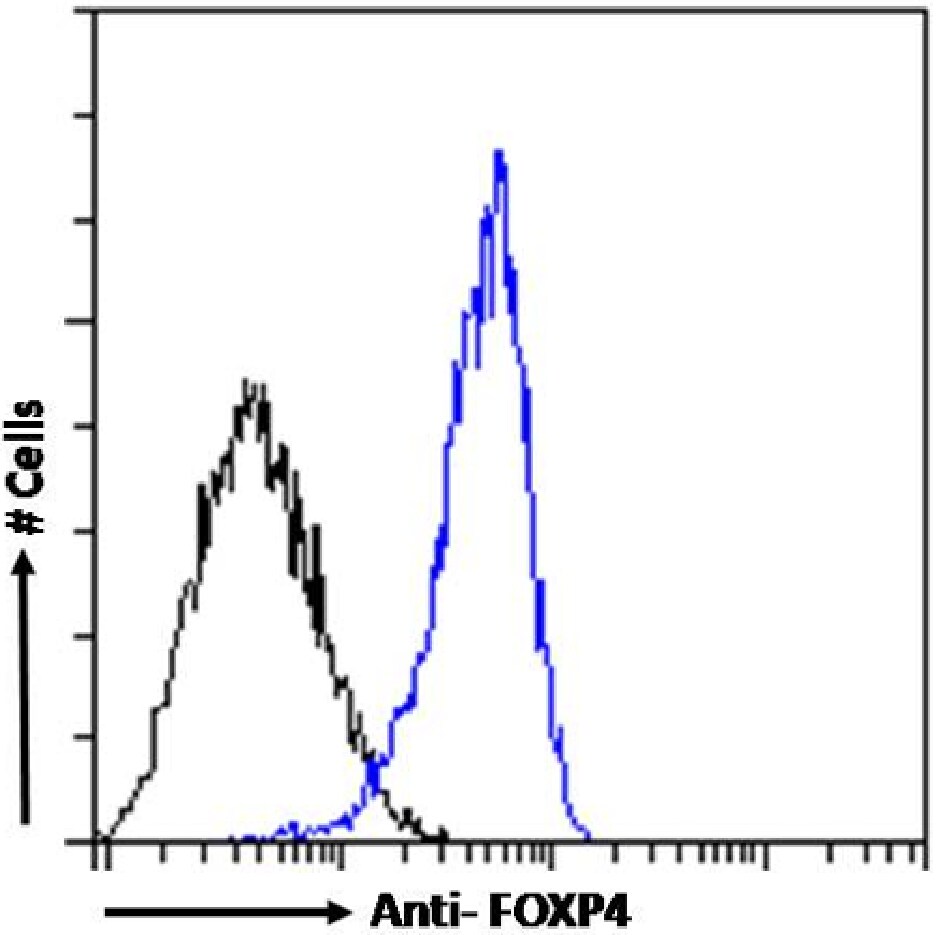 FoxP4 Antibody (RAB-S40) - Chimeric - Azide and BSA Free