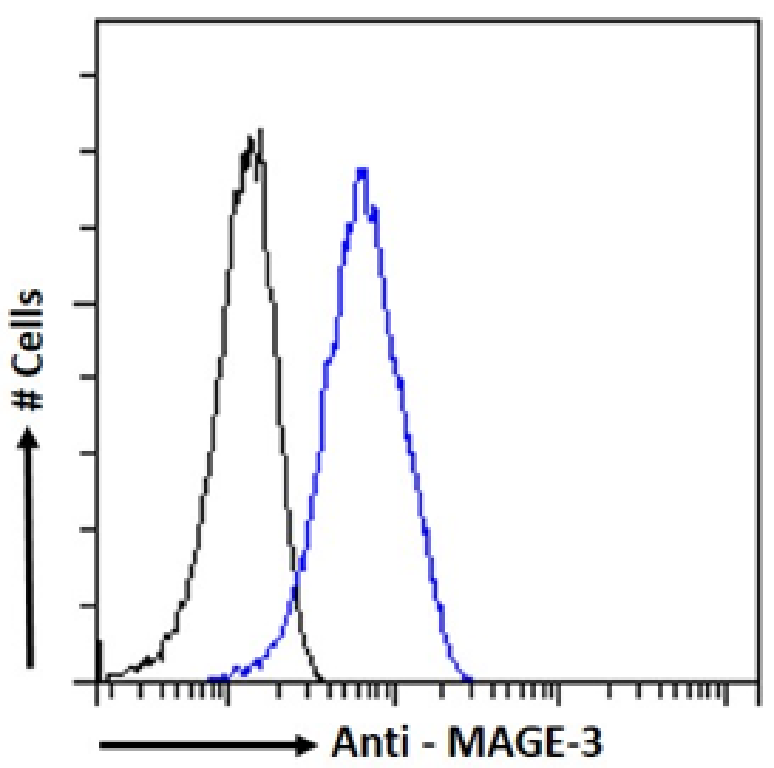 MAGEA3 Antibody (21B4) - Chimeric - Azide and BSA Free