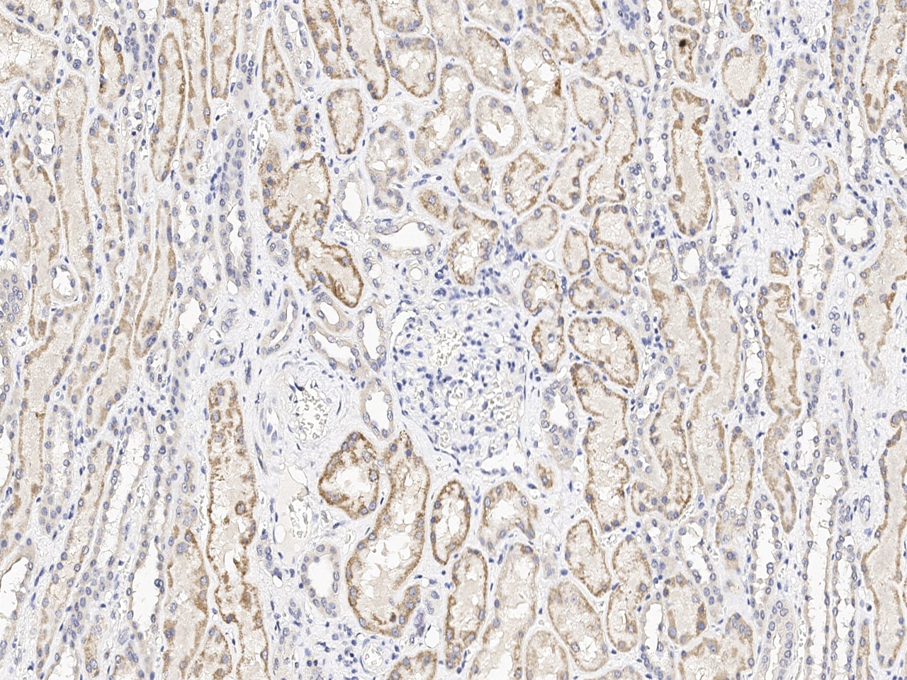 GIMAP6 Antibody - Azide and BSA Free