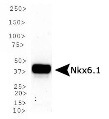 Pancreatic Cell Marker Antibody Pack