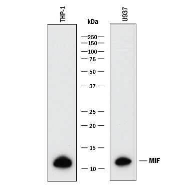 Parthanatos Antibody Pack