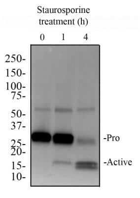 Executioner Caspases Antibody Pack