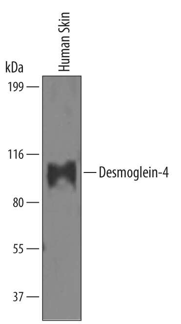 Desmoglein Family Antibody Pack