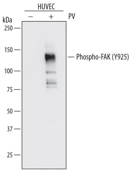 FAK Family Antibody Pack