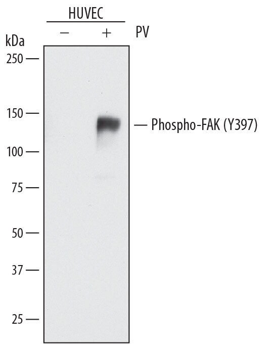 FAK Family Antibody Pack