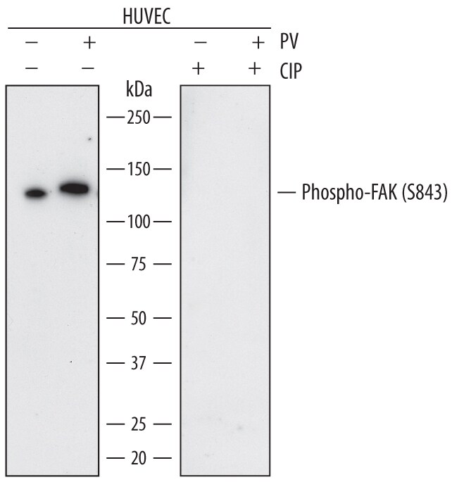 FAK Family Antibody Pack