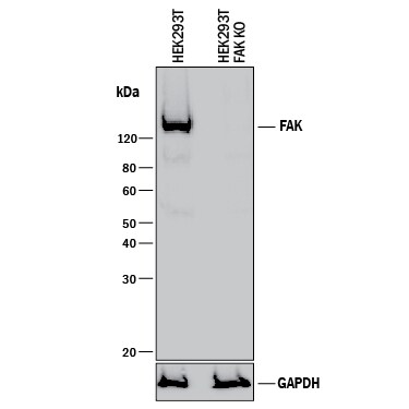 FAK Family Antibody Pack