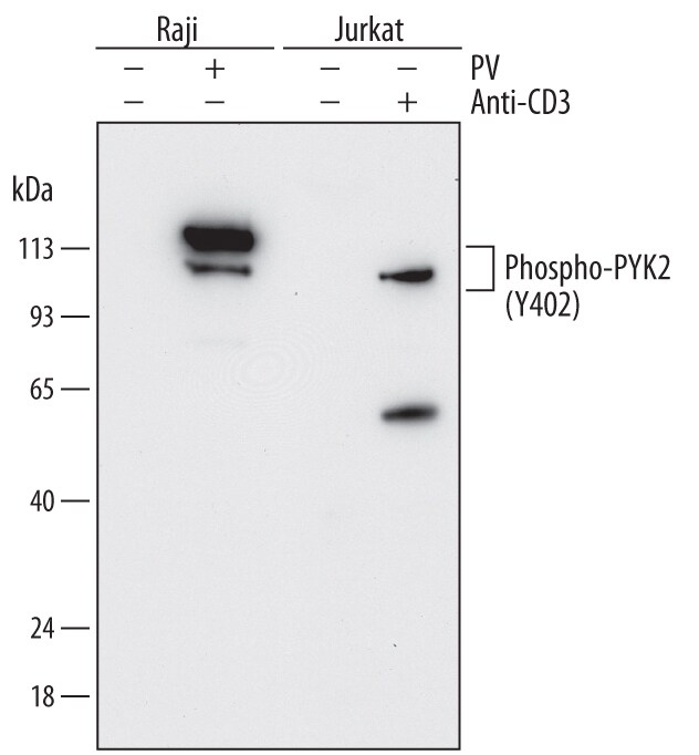FAK Family Antibody Pack