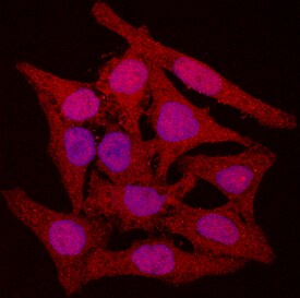 Cell Cycle Regulation Antibody Pack