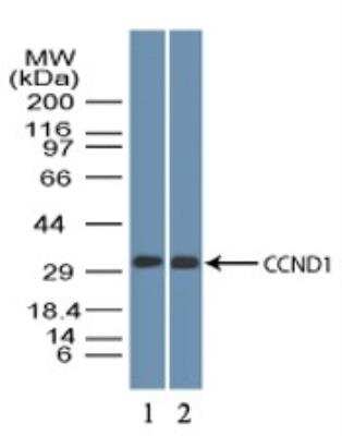Cell Cycle Regulation Antibody Pack