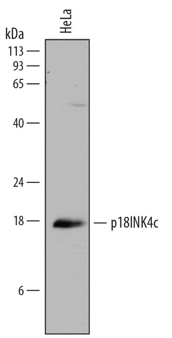 Cell Cycle Regulation Antibody Pack