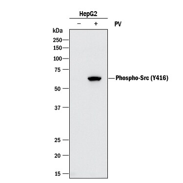 Src Antibody Pack