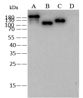 MERS-CoV Spike Protein Antibody - N-terminal