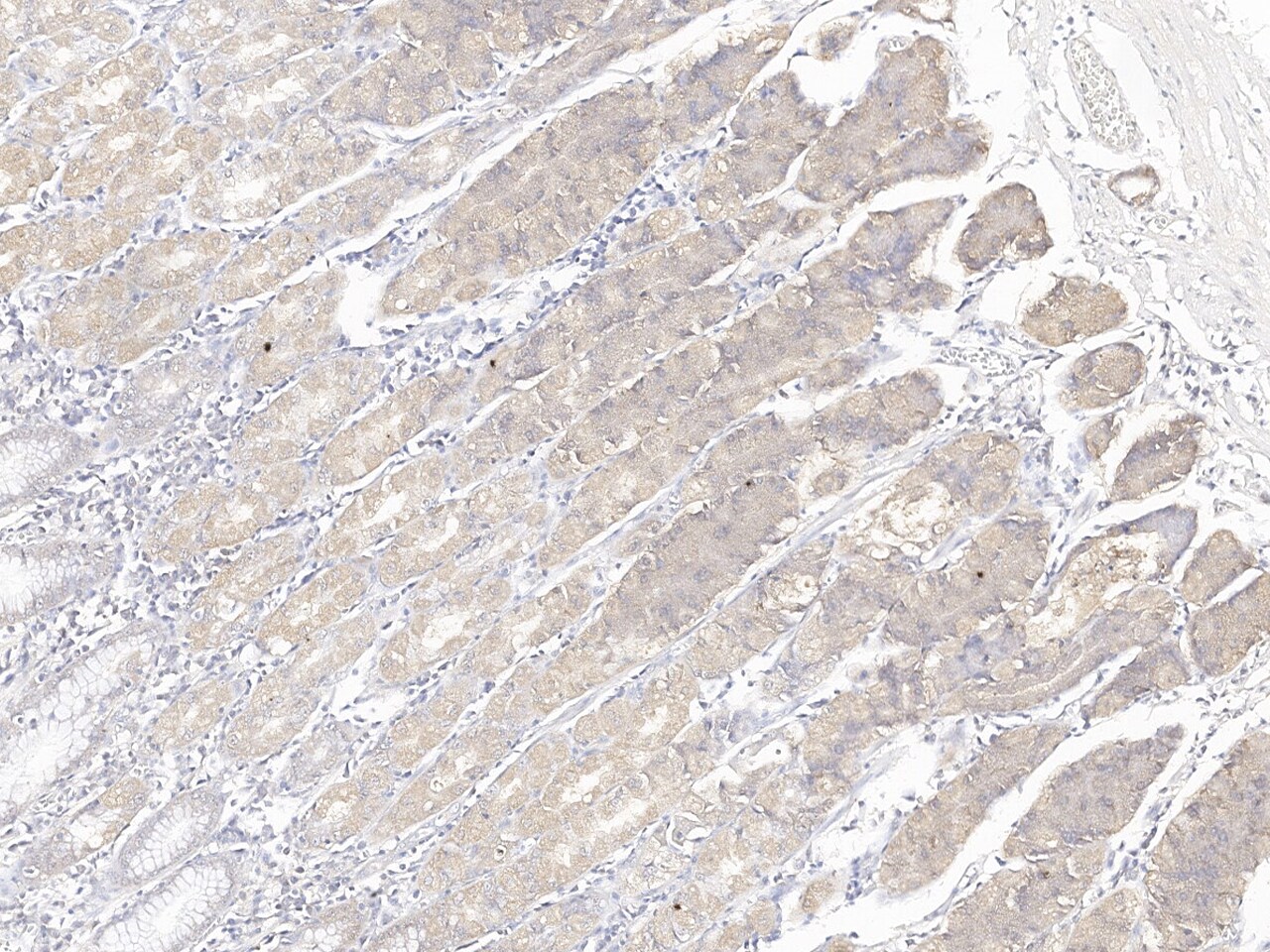 EFHC1 Antibody - Azide and BSA Free
