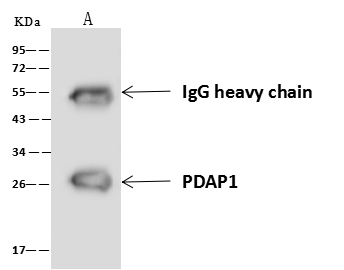 PDAP1 Antibody