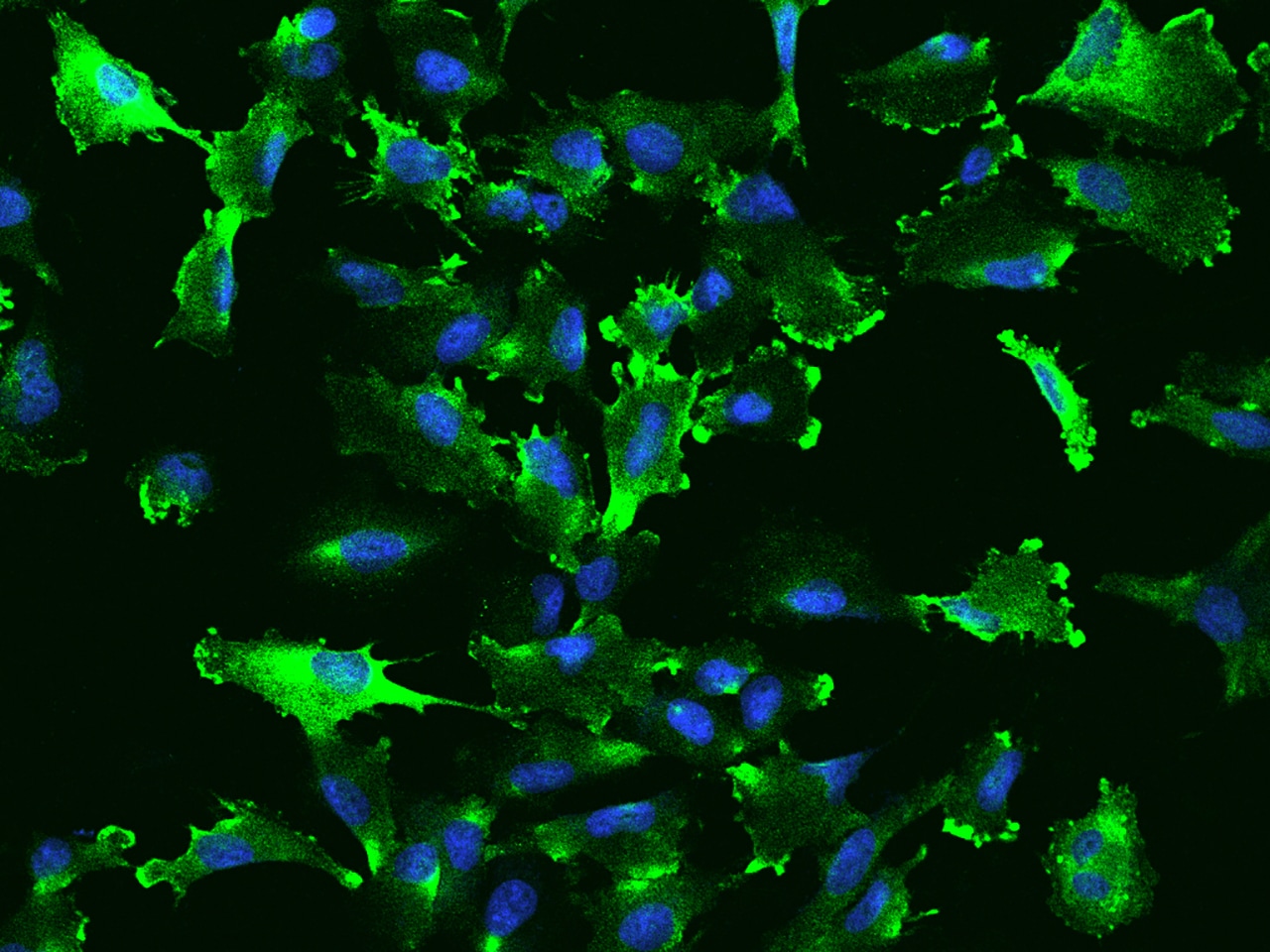 PDAP1 Antibody - BSA Free