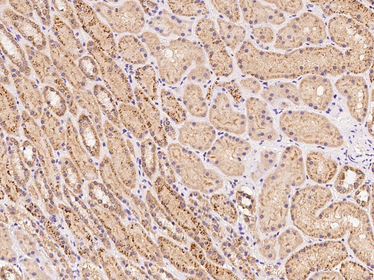 KIAA1958 Antibody - BSA Free