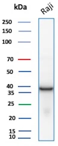 PCNA Antibody (PCNA/8696R) Western Blot: PCNA Antibody (PCNA/8696R) [NBP3-20277] -