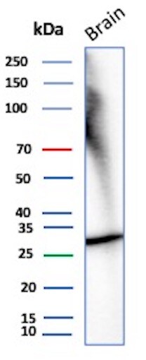 Calretinin Antibody (rCALB2/7123) Western Blot: Calretinin Antibody (rCALB2/7123) [NBP3-20348] -