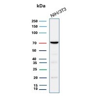 COX-2 Antibody (rCOX2/6996) Western Blot: COX-2 Antibody (rCOX2/6996) [NBP3-20361] -