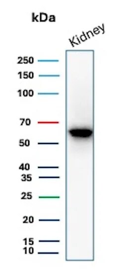 Occludin Antibody (OCLN/8526R) Western Blot: Occludin Antibody (OCLN/8526R) [NBP3-20371] -
