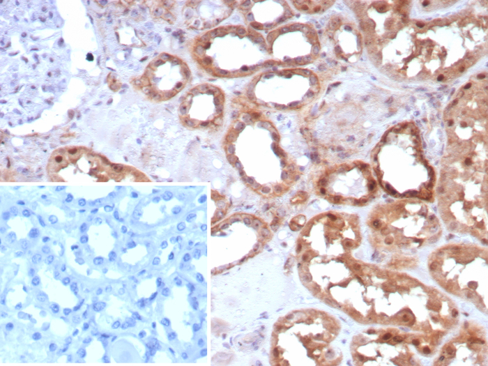 Occludin Antibody (OCLN/8526R)
