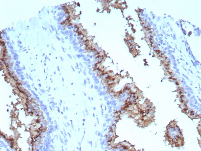 SLC45A3/Prostein Antibody (SLC45A3/7647) SLC45A3/Prostein Antibody (SLC45A3/7647) - Azide and BSA Free