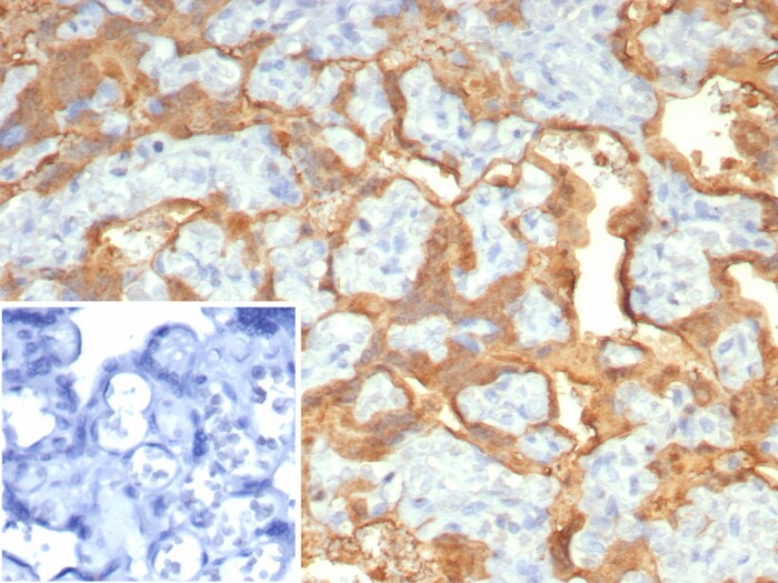 S100P Antibody (S100P/7373) S100P Antibody (S100P/7373) - Azide and BSA Free