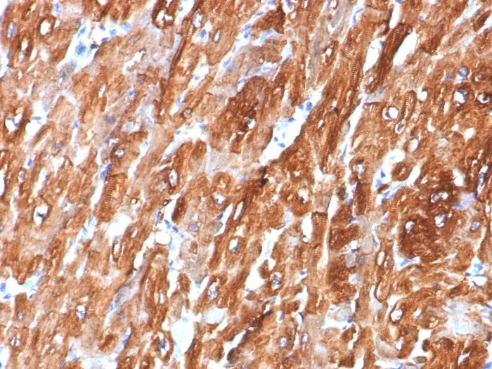 AlphaB Crystallin/CRYAB Antibody (CRYAB/7918)