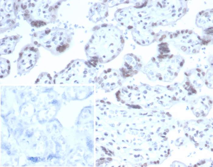 RBFOX3/NeuN Antibody (NEUN/7167)