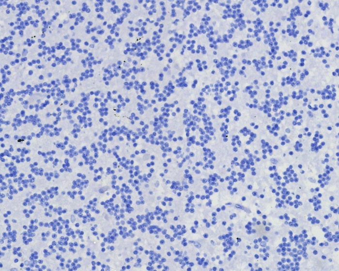 CD7 Antibody (CD7/8357R)