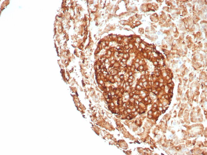 CD99 Antibody (rMIC2/8746) CD99 Antibody (rMIC2/8746) - Azide and BSA Free