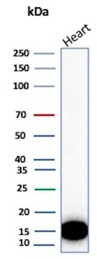 FABP3/H-FABP Antibody (rFABP3/8534) Western Blot: FABP3/H-FABP Antibody (rFABP3/8534) [NBP3-20498] -