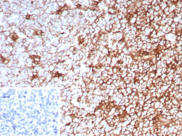 CD63 Antibody (LAMP3/8799R) CD63 Antibody (LAMP3/8799R) - Azide and BSA Free