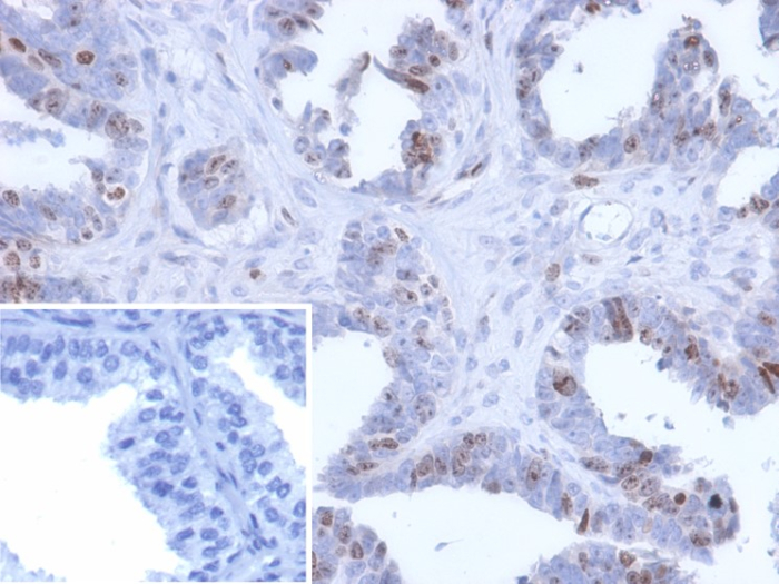 MGC20410 Antibody (PCRP-BATF2-2B9)