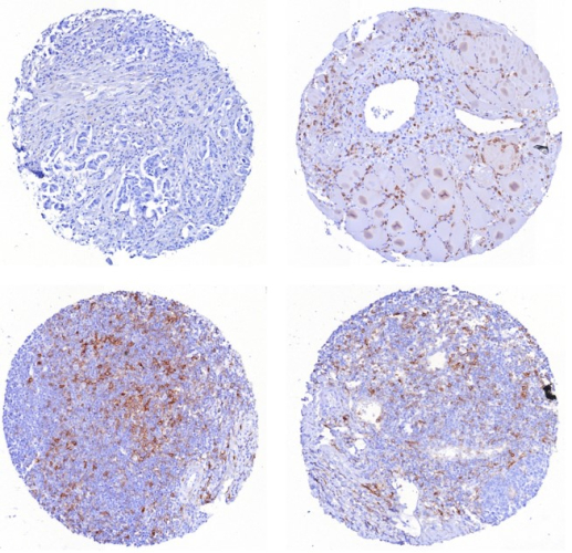 PSGL-1/CD162 Antibody (PSGL1/8135R)