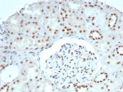 Brg1 Antibody (BRG1/6531R)