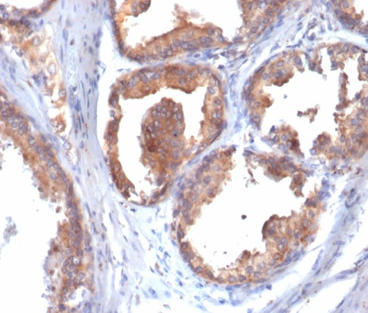 HSP90 beta Antibody (HSP90AB1/4970) - BSA Free