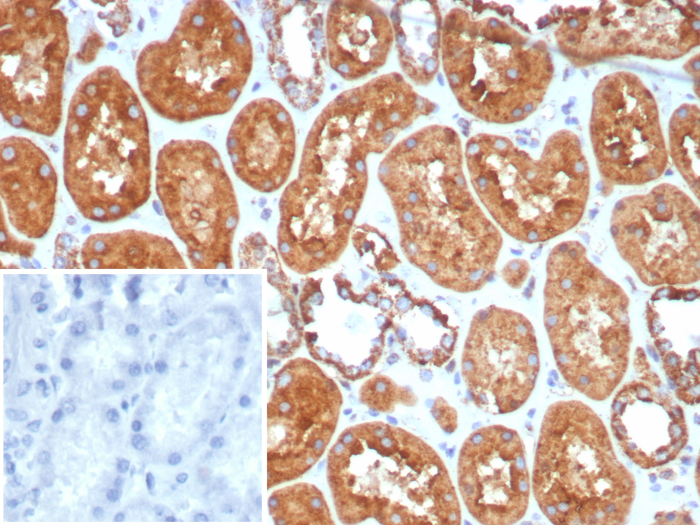 HSP60 Antibody (HSPD1/8406R) - BSA Free