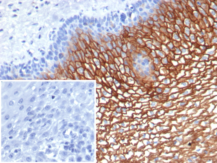 SBSN Antibody (SBSN/7964) - Azide and BSA Free