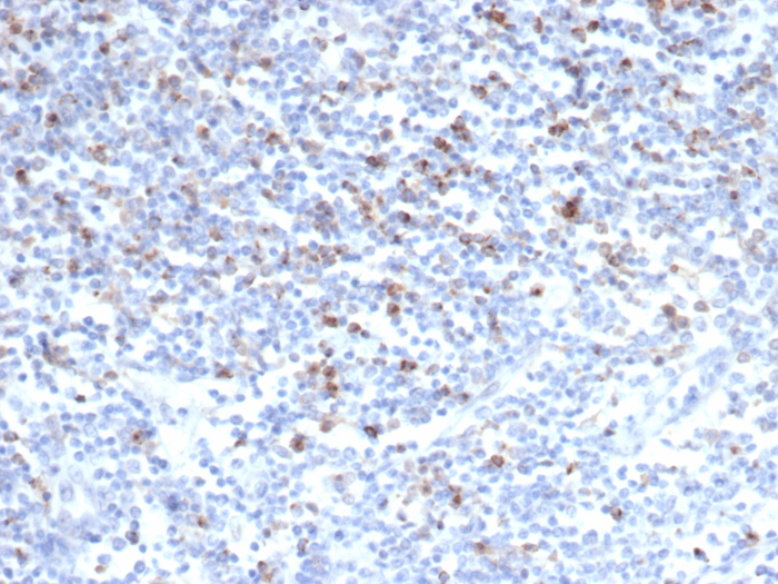 CTLA-4 Antibody (CTLA4/6868R) - Azide and BSA Free
