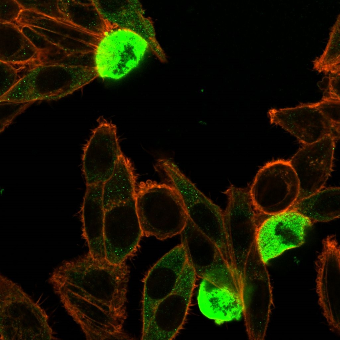 ZNF846 Antibody (PCRP-ZNF846-1E12) - Azide and BSA Free