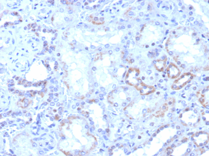 ROR gamma/RORC/NR1F3 Antibody (RORC/8017R) - Azide and BSA Free