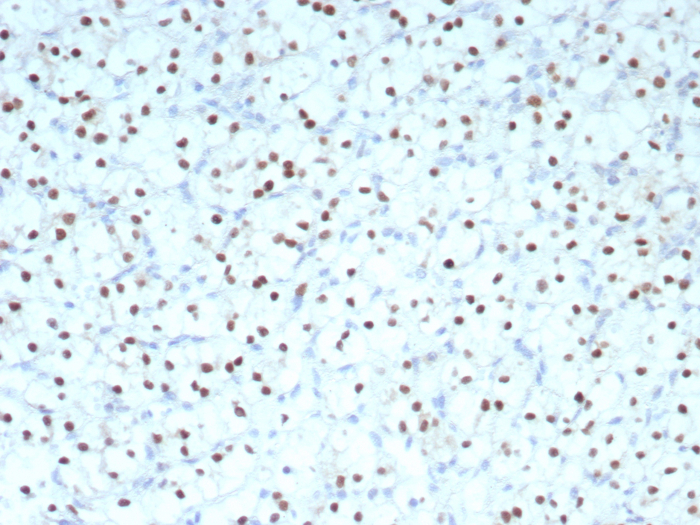 Pax2 Antibody (PAX2/8671R) - Azide and BSA Free