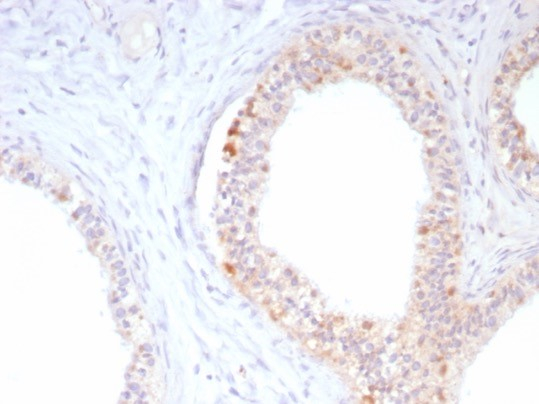 ROS Antibody (ROS1/8216R) - Azide and BSA Free