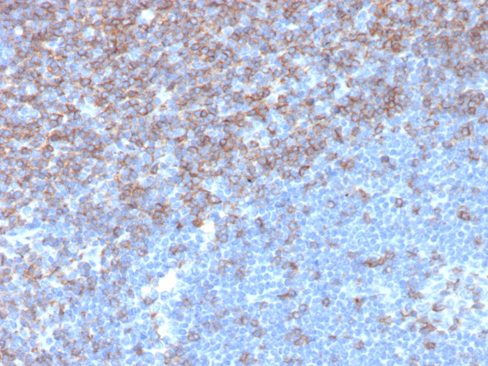 CD5 Antibody (rC5/6976) - Azide and BSA Free