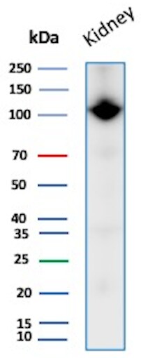 Neprilysin/CD10 Antibody (MME/8658R) - Azide and BSA Free Western Blot: Neprilysin/CD10 Antibody (MME/8658R) - Azide and BSA Free [NBP3-20772] -