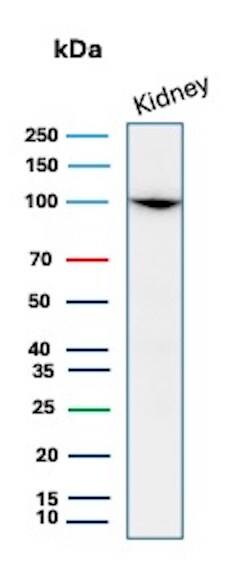 Neprilysin/CD10 Antibody (MME/8658R) - Azide and BSA Free Western Blot: Neprilysin/CD10 Antibody (MME/8658R) - Azide and BSA Free [NBP3-20772] -
