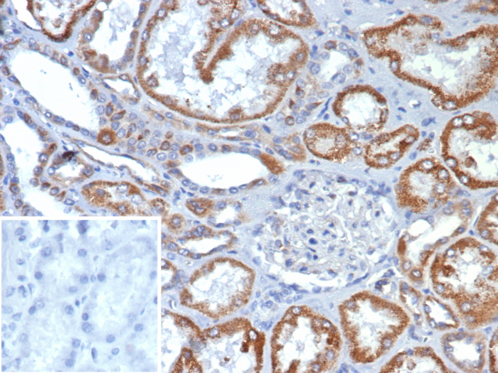 FGF-23 Antibody (FGF23/132) - Azide and BSA Free